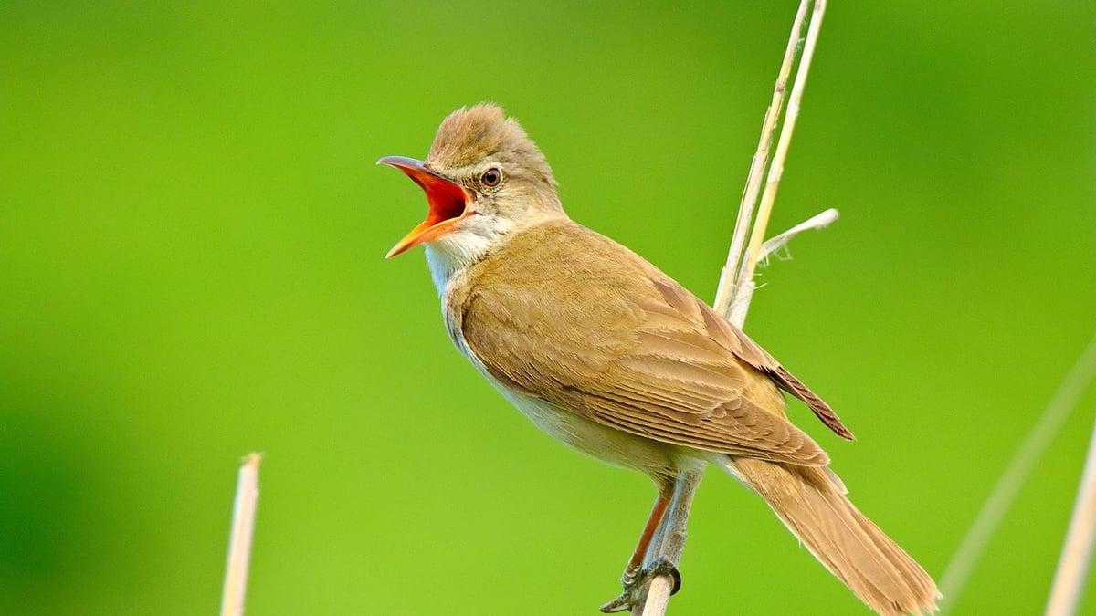 耕されなくなった田畑 鳥が増える地域と減る地域 199か所の調査で判明