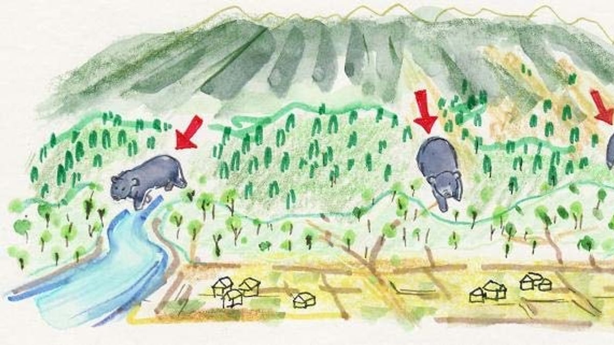 Japan tells schools how to keep children safe from bears