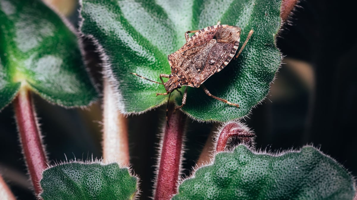 Huge numbers of stink bugs fly to fruit trees in Shizuoka