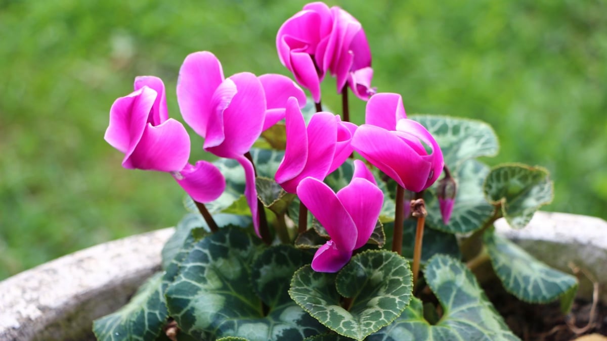 Scientists in Japan read the full genome of cyclamen