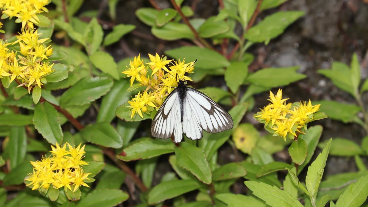 Butterfly fossil in Japan breaks a world record